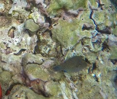 Canthigaster amboinensis