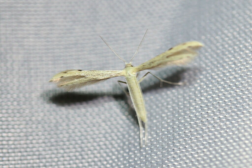 Citron Plume