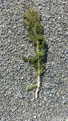 Caulerpa flexilis