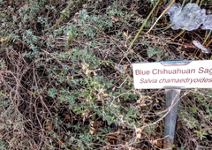 Salvia chamaedryoides