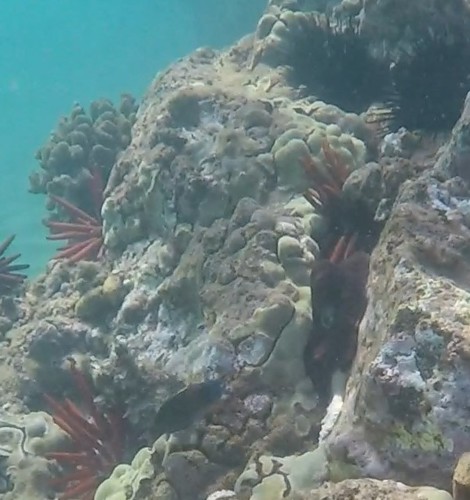 Octopus cyanea