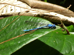 Argia medullaris