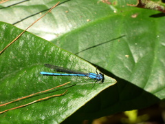 Argia medullaris