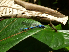 Argia medullaris
