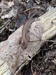 Plethodon cinereus image