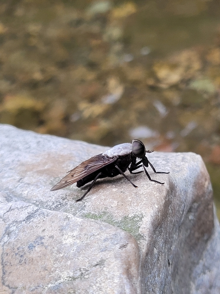 Tabanus stygius