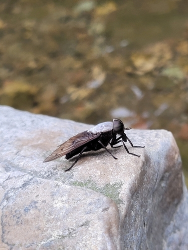 Tabanus stygius