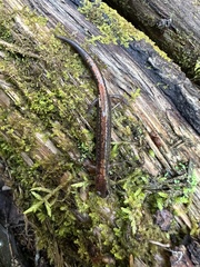 Plethodon cinereus image