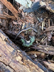 Plethodon cinereus image