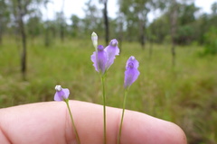 Burmannia coelestis