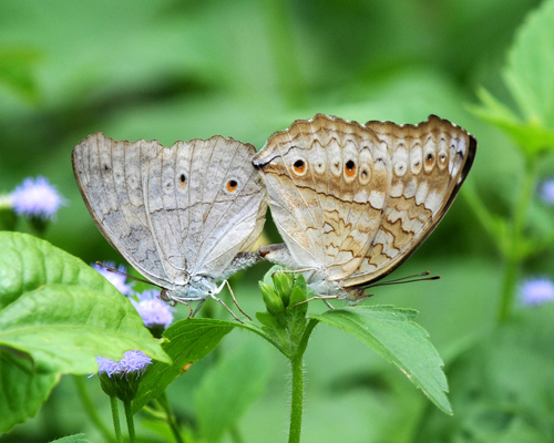 Grey Pansy photo 3