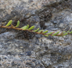 Samolus repens strictus