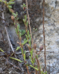 Samolus repens strictus