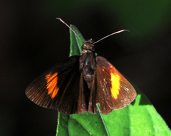 Koruthaialos rubecula