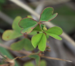 Oxalis rubens