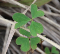 Oxalis rubens