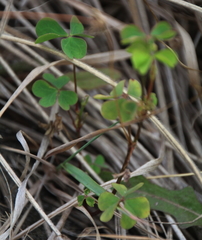 Oxalis rubens