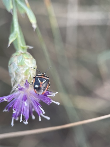 Eurydema gebleri