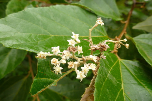 Brown Kurrajong