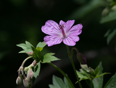 Geranium viscosissimum nervosum