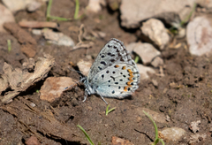 Euphilotes ancilla
