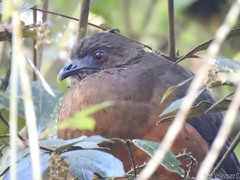 Chamaepetes goudotii