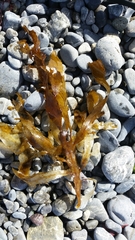 Desmarestia ligulata