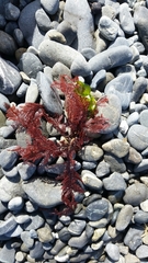 Euptilota formosissima