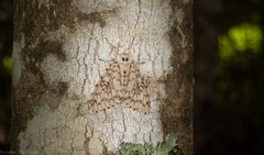 Lymantria nephrographa