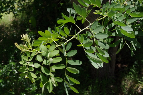 Image of Senna gaudichaudii by (c) coenobita, some rights reserved (CC BY)