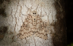 Lymantria nephrographa