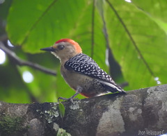 Melanerpes rubricapillus