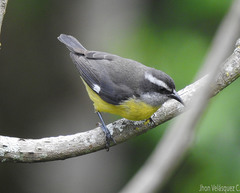 Coereba flaveola
