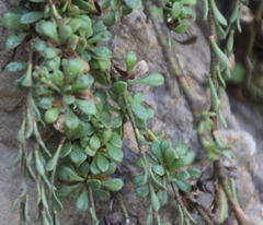 Samolus repens repens