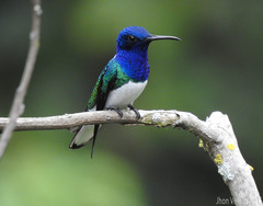 Florisuga mellivora