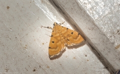 Notarcha obrinusalis