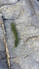 Caulerpa geminata