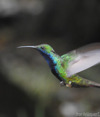 Anthracothorax nigricollis