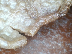 Ascocoryne sarcoides image
