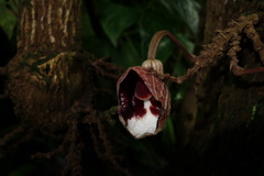 Aristolochia arborea