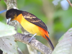 Ramphocelus flammigerus