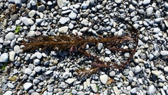 Carpophyllum maschalocarpum