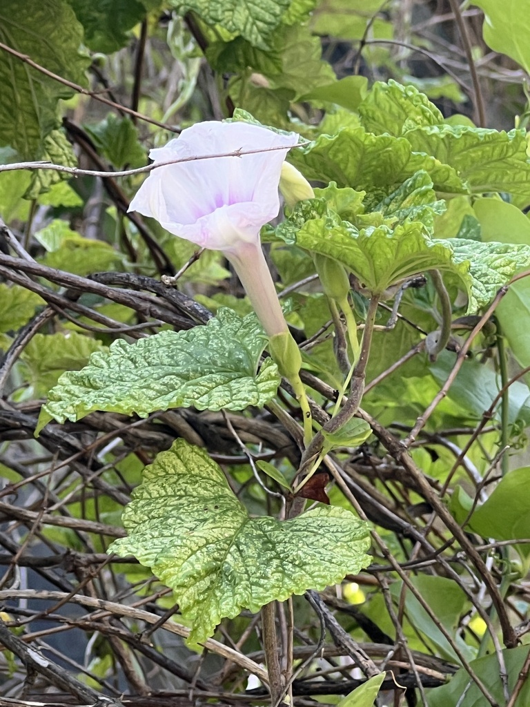 Largeroot Morning-glory from Spring Island, Okatie, SC, US on August 2 ...