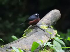 Ochthoeca cinnamomeiventris