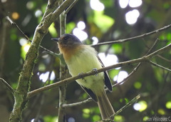 Leptopogon rufipectus