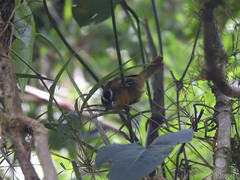 Kleinothraupis atropileus