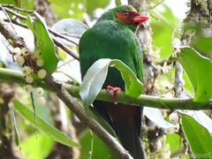 Chlorornis riefferii