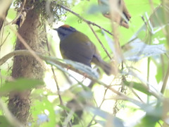 Myiothlypis coronata
