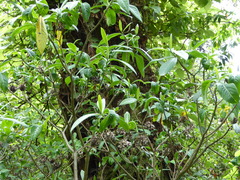 Edgeworthia gardneri