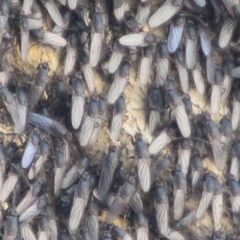 Coelopidae